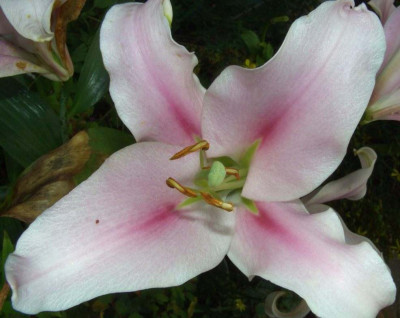 Lilium_Stargazer-Degenerat.jpg