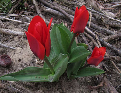 IMG_3810_Tulipa_Showwinner_28-03-2015_.jpg
