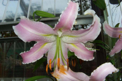 Lilium_Antonia.jpg