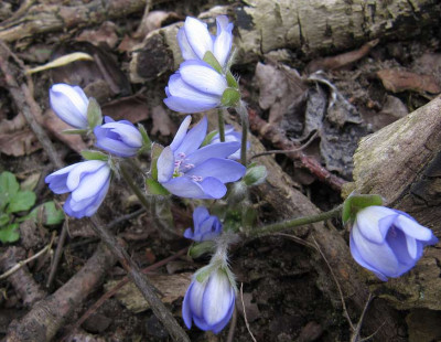 IMG_3813_Hepatica_Lerchenzorn_28-03-2015_.jpg