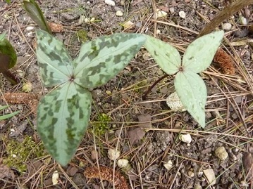 T.underwoodii2015.jpg