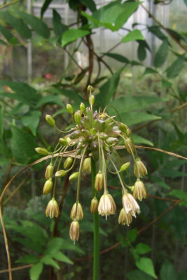 Allium_spec_aff_paniculatum.jpg