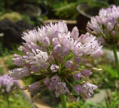 Allium_angulosum.jpg