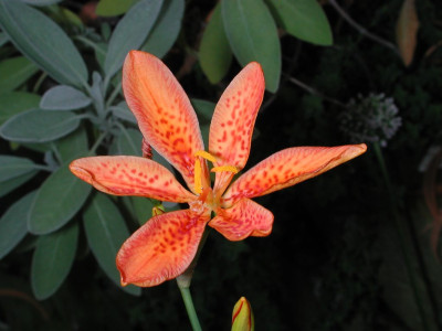 Belamcanda_chinensis.jpg