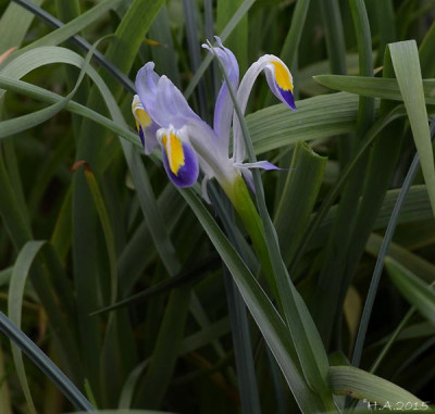 Iris_warleyensis_2_15-03-30.jpg