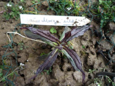 P1110038a.jpg