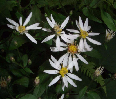 Aster_divaricatus.jpg