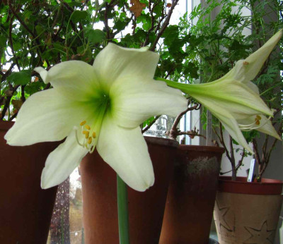 Hippeastrum_Luna_150331.jpg