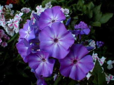 08.01.2013.jpg_71.JPG