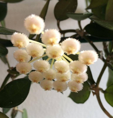 Hoya_lacunosa_04-2015_900x900_80KB.jpg