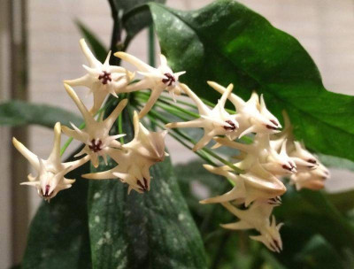 Hoya_multiflora_04-2015_900x900_80KB.jpg