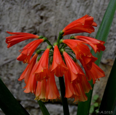 Clivia_nobilis.jpg