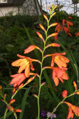 Crocosmia_pottsii.jpg