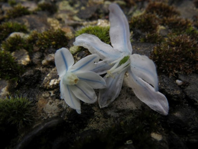 IMG_7230_Puschkinia_und_Scilla.jpg