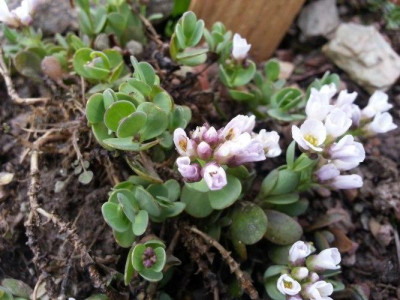 Aethionema_oppositifolium_4.jpg