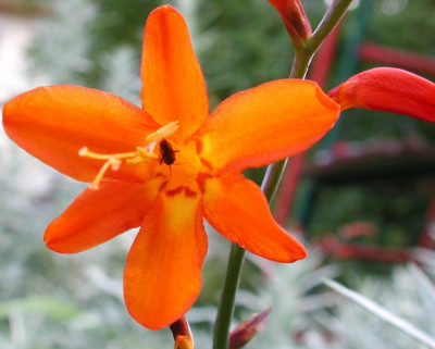 Crocosmia_pottsii_Einzelblute.jpg