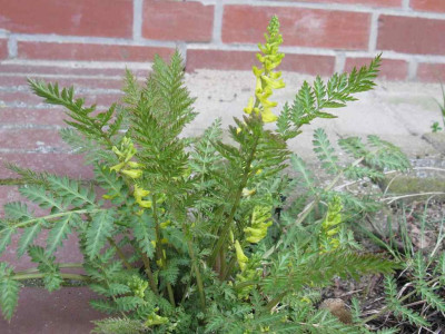 Corydalis_cheilanthifolia_1024x768.jpg
