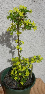Daphne_modesta_April_2015_fars.jpg