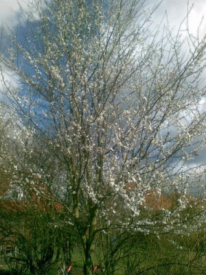 Kirschpflaume_3.4.15.jpg