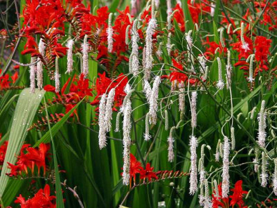 sanguisorba_und_crocosmia001.jpg