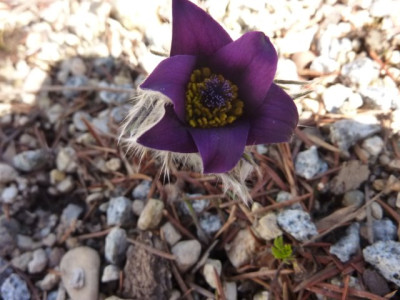 Pulsatilla_rubra_3.4.2015.jpg