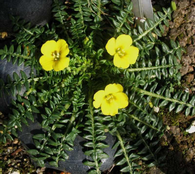 Morisia_monanthos_Fred_Hemingway___...__3.4.15_010.jpg