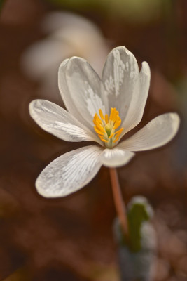 Sanguinaria.jpg