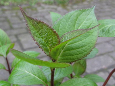 Hydrangea_Slg_01__030415_Austrieb_1024x768.jpg