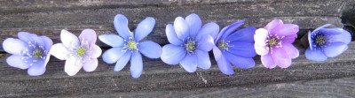 Hepatica_150403.jpg