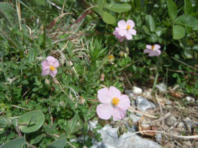 Sonnenroschen_rosa_lig.JPG