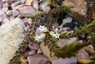 Leucopogon_fraseri_Blute_3.jpg