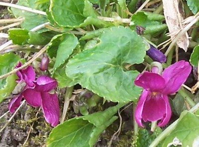 100_5419_Veilchen_pink.jpg