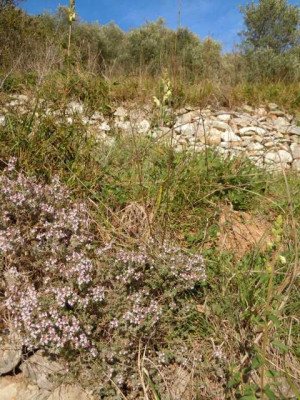 thymus_jafoephw.JPG