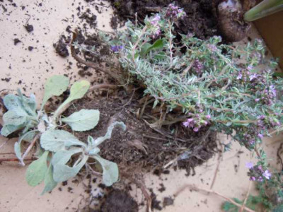 thymus_und_unbek_ieieieie.JPG