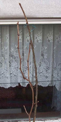 100_5431_Traube_Arkardia.jpg
