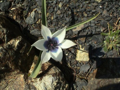 T._violacea_Pallida_1.jpg