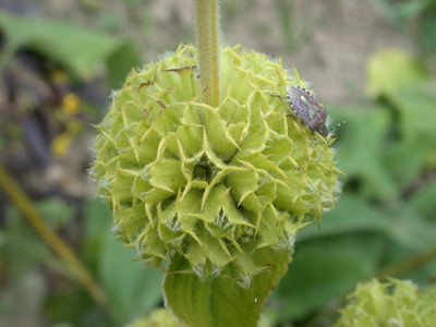 Brandkraut_HG_5921_92.jpg