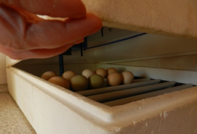 DSCN7461.jpg