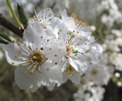 prunus_xy01.jpg