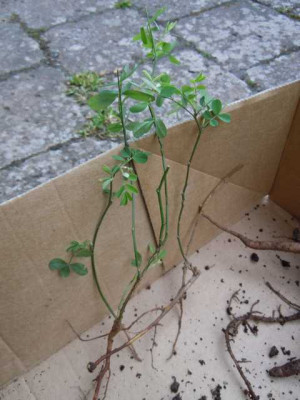 Coronilla_fragezeichen_kkkk.JPG