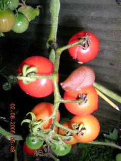Toamte_ABC-Potatoe-Leaf_mit_Besuch.jpg