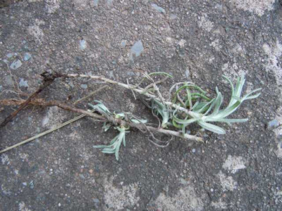 strohblumen_fragezeichen_mmm.JPG