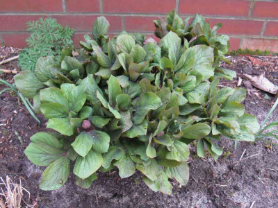 Paeonia_daurica_2015.jpg