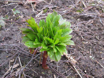 Paeonia_peregrina_II_2015.jpg