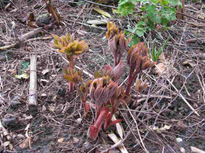 Paeoia_mollis_2015.jpg