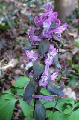 Corydalis_cava_1A_04-2015_900x900_80KB.jpg