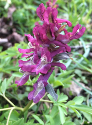 Corydalis_cava_1B_04-2015_900x900_80KB.jpg