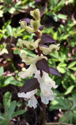 Corydalis_cava_1C_04-2015_900x900_80KB.jpg