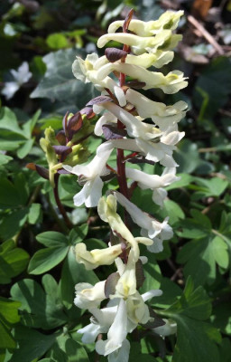 Corydalis_cava_1D_04-2015_900x900_80KB.jpg