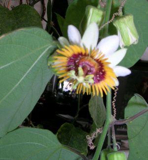 Passioflora_holosericea_2.jpg